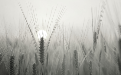 Gjør 2020 til ditt år